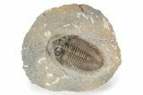 Brown Coltraneia Trilobite - Issoumour, Morocco #245265-3
